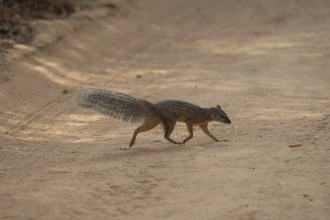 The narrow-striped mongoose (Mungotictis decemlineata) in the Kirindy dry forests in western