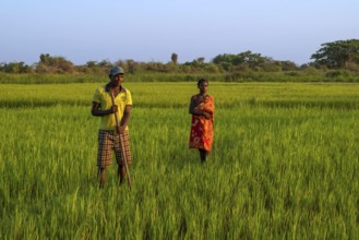 Rice farmers at work in a rice field in western Madagascar