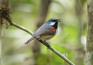 Red-tailed vanga (Calicalicus madagascariensis) in the mountain cloud forests of eastern Madagascar