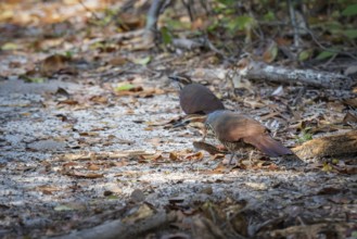 Short-footed Stilt Rail, White-Brested Mesite (Mesitornis variegatus) on the forest floor of the