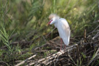 Western Cettle-Egret (Bubuclus ibis) in the reeds of a lake in western Madagascar