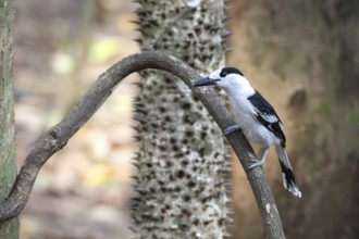 Hookbill vanga (Vanga curvirostris) in the Ankarafantsika dry forests in western Madagascar