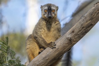 Red-fronted lemur female (Eulemur rufifrons) in the Kirindy dry forest, western Madagascar