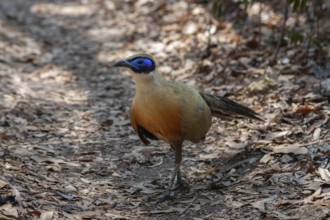 Giant Coa (Coa gigas) in the dry forests of Ankarafantsika in western Madagascar