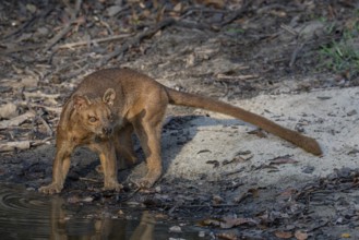 Fossa, Fossa creeping cat (Cryptoprocta ferrox) in the Kirindy dry forests of western Madagascar