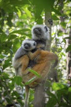Diadem Sifaka (Propithecus diadema diadema) in the mountain cloud forests of Andasibe in eastern