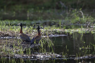White-Faced Whistling Duck (Dendrocygna viduata) at a lake in western Madagascar