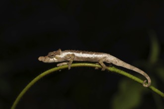 A male chameleon (Calumma fallax) in the rainforests of south-east Madagascar