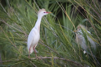 Western Cettle Egret (Bubulcus ibis) in the reeds of a lake in western Madagascar