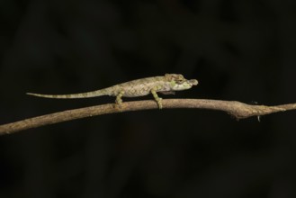 Male chameleon (Calumma hofreiteri) in the rainforests of the central highlands of Madagascar
