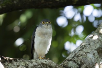 Lizard Goshawk, Frances Sparrow-Hawk (Accipiter francesiae) in the lowland rainforests of eastern