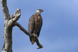 Madagascar Fish-Eagle, Malagasy Fish-Eagle (Haliaeetus vociferoides) in the dry forests of