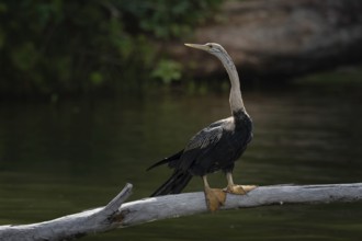 African Darter (Anhinga rufa) at a lake in the west of Madagascar