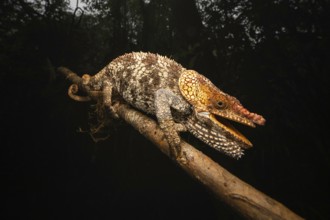 Short-horned chameleon (Callumma brevicornis) in the rainforests of eastern Madagascar