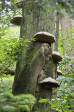 Tinder fungus (Fomes fomentarius), tree fungi, Upper Bavaria, Germany