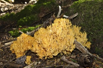 Mushroom, coral (Ramaria spec.), Alps, Upper Bavaria, Germany