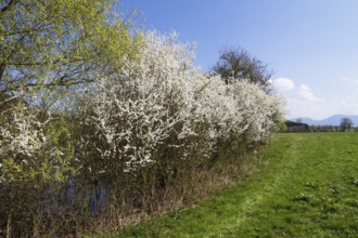 Blackthorn (Prunus spinosa), blackthorn hedge in bloom, Alpine foothills, Upper Bavaria, Germany