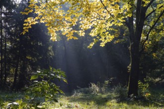 European beech (Fagus sylvatica), in autumn, Upper Bavaria, Germany