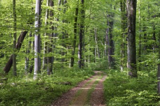 Mixed forest in spring, copper beech (Fagus sylvatica), English oak (Quercus Robur) Upper Bavaria,