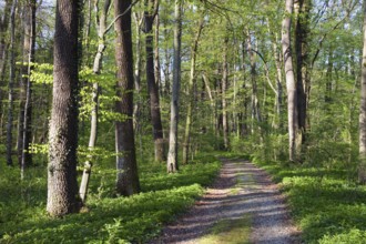 Trail through mixed deciduous forest in spring with beech, maple and oak trees, Upper Bavaria,
