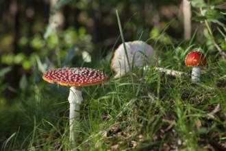 Fly agaric (Amanita muscaria), Isar valley, Bavaria, Germany