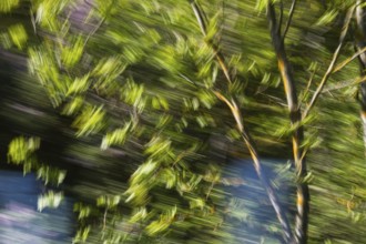 Deciduous tree during storm, intended camera movement, Upper Bavaria, Germany