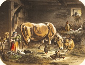 Toddler playing with many animals in the stable, agriculture, animal husbandry, cow with calf,