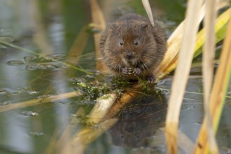 Water vole (Arvicola amphibius) adult animal rodent feeding on pond weed in summer, England, United