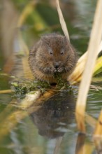 Water vole (Arvicola amphibius) adult animal rodent feeding on pond weed in summer, England, United