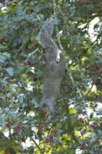 Grey squirrel (Sciurus carolinensis) adult animal feeding on Hawthorn tree berries in summer,