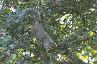Grey squirrel (Sciurus carolinensis) adult animal feeding on Hawthorn tree berries in summer,