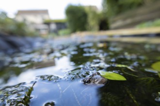 Common frog (Rana temporaria) adult amphibian on the water surface of a garden pond with a house in
