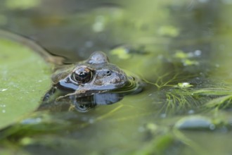 Common frog (Rana temporaria) adult amphibian on the water surface of a garden pond, England,