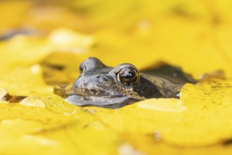Common frog (Rana temporaria) adult amphibian on the water surface of a garden pond amongst fallen