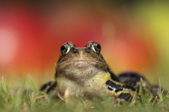Common frog (Rana temporaria) adult amphibian on a garden grass lawn in summer, England, United