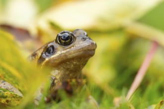 Common frog (Rana temporaria) adult amphibian in a garden amongst fallen autumn leaves, England,
