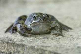 Common frog (Rana temporaria) adult amphibian on a garden paving slab in summer, England, United