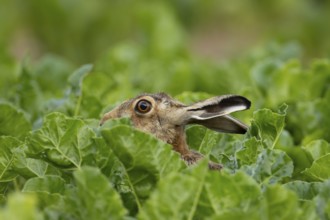 European brown hare (Lepus europaeus) adult animal in a arable farm sugar beet crop field in