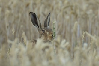 European brown hare (Lepus europaeus) adult animal eating a wheat sheath in a farmland field in