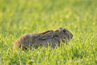 European brown hare (Lepus europaeus) adult animal in a farmland cereal crop field in springtime,