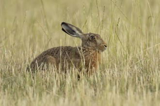 European brown hare (Lepus europaeus) adult animal in a farmland field in summer, England, United