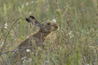 European brown hare (Lepus europaeus) adult animal in a farmland field amongst wild flowers in