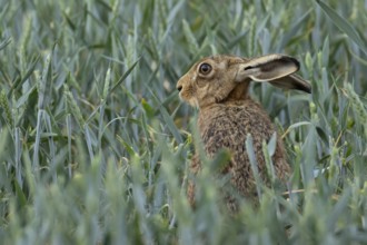 European brown hare (Lepus europaeus) adult animal in a farmland wheat crop field in summer,