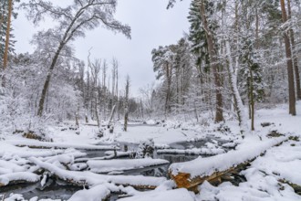 Landscape covered by snow with fallen trees on the Briese river in the forest in winter, landscape