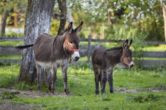 Donkey (Equus asinus), with foal in orchard, Upper Bavaria, Germany