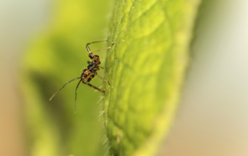 A few days old nymph of a predatory bug (probably Rhynocoris cf. cuspidatus), family Reduviidae,