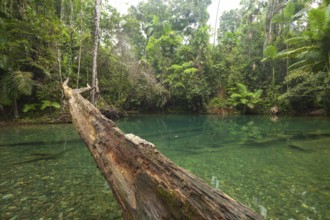 The Blue Hole, Cooper Creek, Daintree National Park, Queensland, Australia