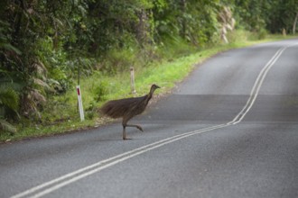 Young Southern Cassowary crossing the road in Daintree National Park, Queensland, Australia