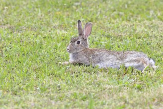 Wild rabbit (Oryctolagus cuniculus), lying in a meadow, fully grown, alert, wildlife, animals,