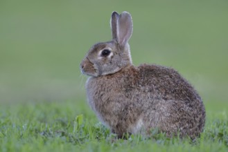 Wild rabbit (Oryctolagus cuniculus), sitting in a meadow, adult, alert, wildlife, animals, rodent,